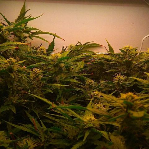 Auto Northern Lights growlog timeline photo