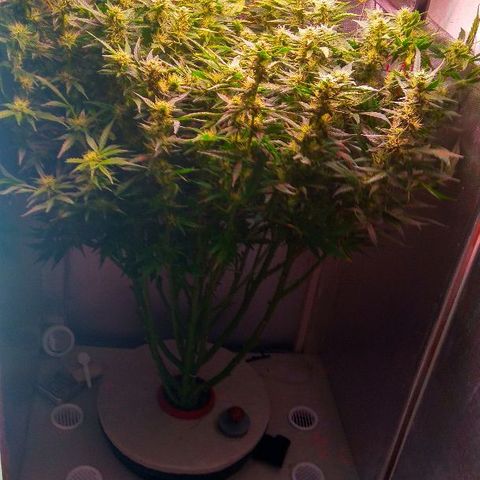 Auto Northern Lights growlog timeline photo