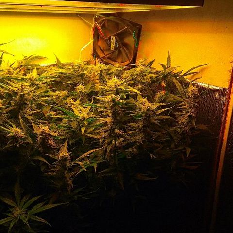 Auto Northern Lights growlog timeline photo