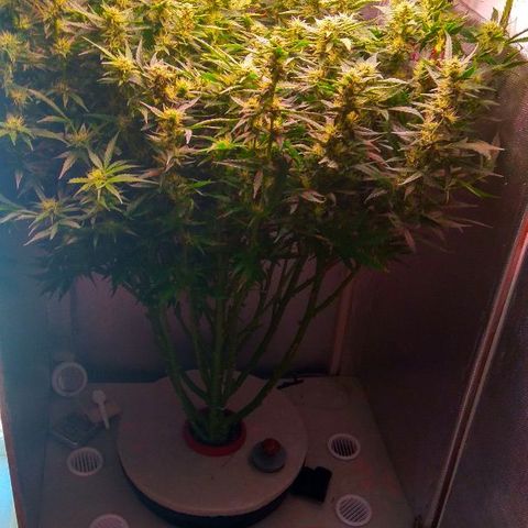 Auto Northern Lights growlog timeline photo