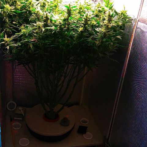 Auto Northern Lights growlog photo: 60 день цвета