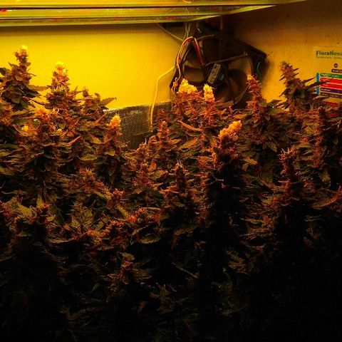 Auto Northern Lights growlog photo: Перевел на воду с GHE Kleen