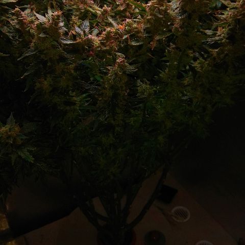 Auto Northern Lights growlog photo: Перевел на воду с GHE Kleen