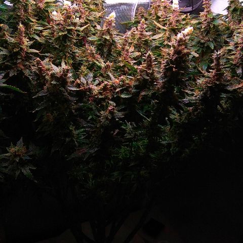 Auto Northern Lights growlog photo: Перевел на воду с GHE Kleen