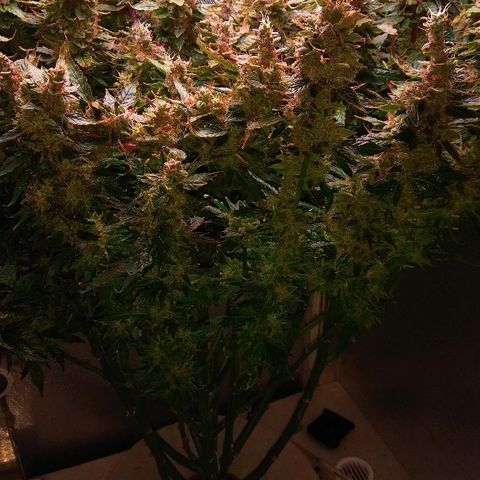 Auto Northern Lights growlog photo: Перевел на воду с GHE Kleen