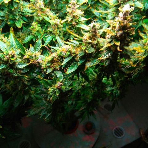 Auto Northern Lights growlog photo: Перевел на воду с GHE Kleen