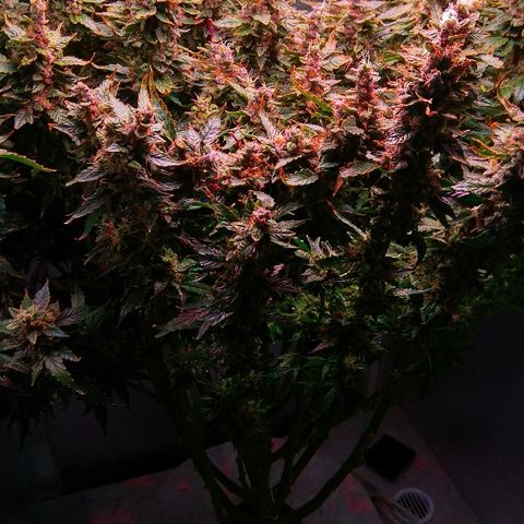 Auto Northern Lights growlog photo: Перевел на воду с GHE Kleen