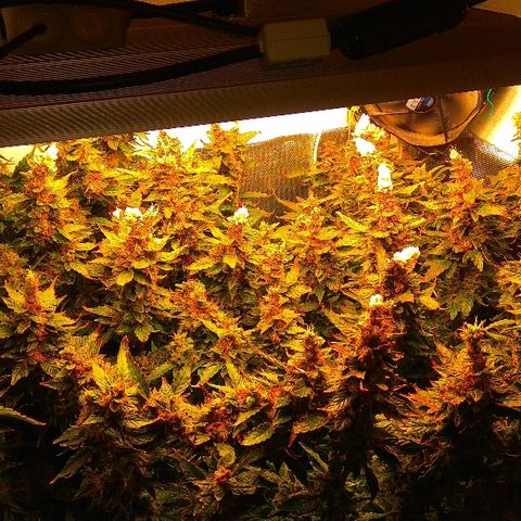 Auto Northern Lights growlog photo: Перевел на воду с GHE Kleen