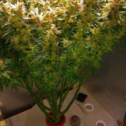 Auto Northern Lights growlog photo: Перевел на воду с GHE Kleen