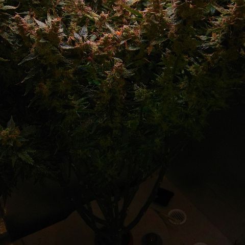 Auto Northern Lights growlog photo: Перевел на воду с GHE Kleen