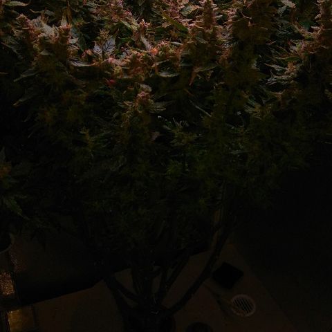 Auto Northern Lights growlog photo: Перевел на воду с GHE Kleen