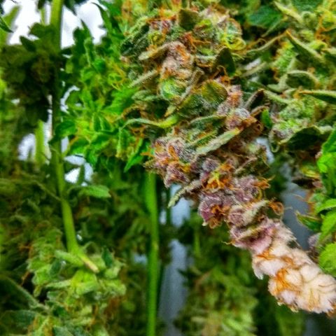 Auto Northern Lights growlog timeline photo