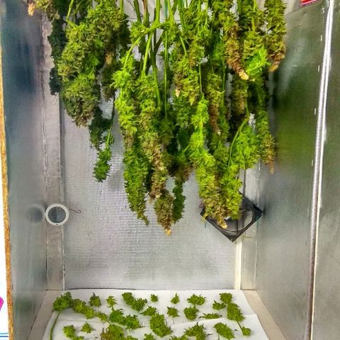 Auto Northern Lights growlog timeline photo