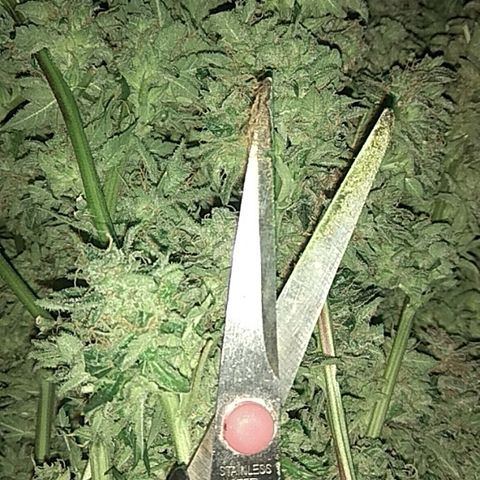 Auto Northern Lights growlog timeline photo