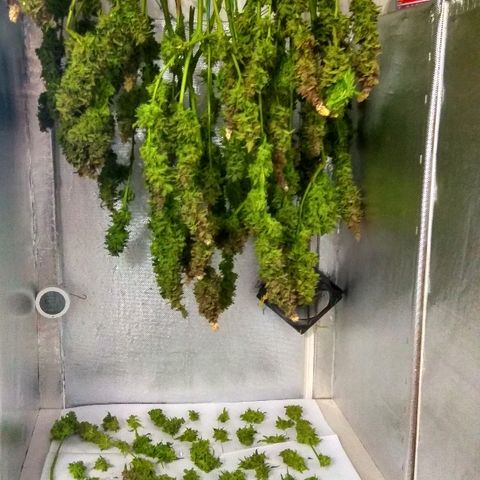Auto Northern Lights growlog timeline photo