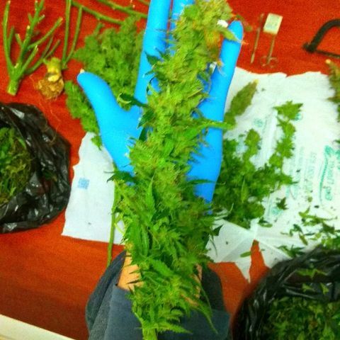 Auto Northern Lights growlog timeline photo