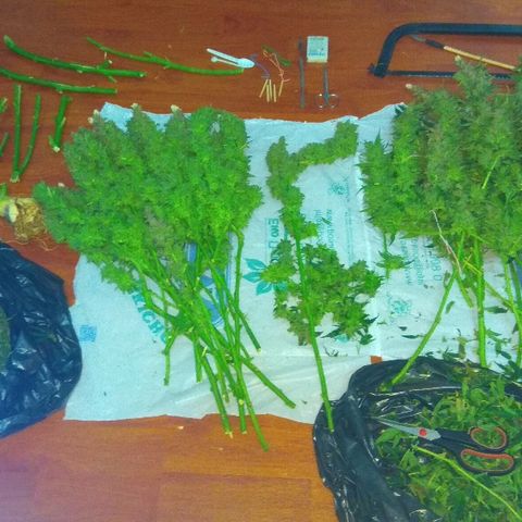 Auto Northern Lights growlog timeline photo