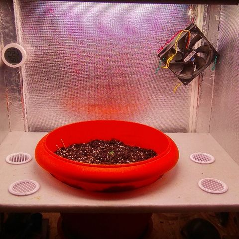 Auto Northern Lights growlog photo: 1й день от каски, в 5 см по кругу разлил трихофит и побрызгал водой ...