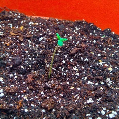 Auto Northern Lights growlog photo: 2й день от каски