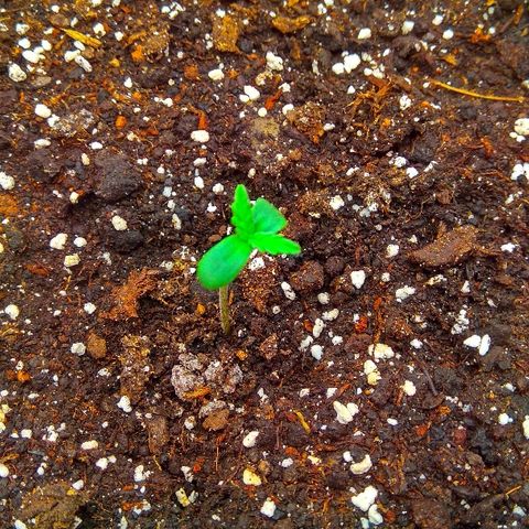 Auto Northern Lights growlog photo: 2й день от каски