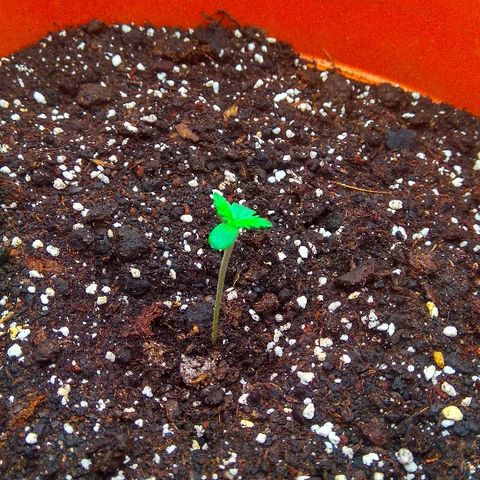 Auto Northern Lights growlog timeline photo