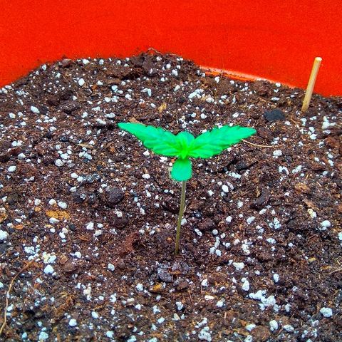 Auto Northern Lights growlog timeline photo