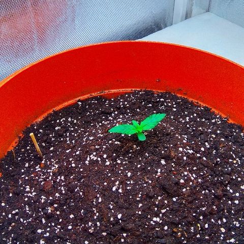 Auto Northern Lights growlog timeline photo