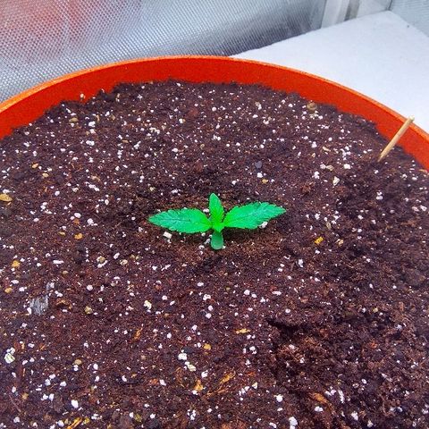 Auto Northern Lights growlog timeline photo