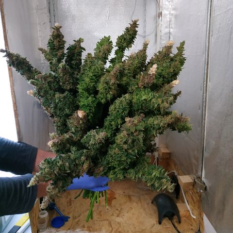Auto Northern Lights growlog photo: Фотки за зиму 2019/2020