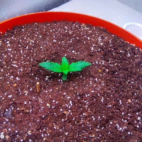 Auto Northern Lights growlog timeline photo