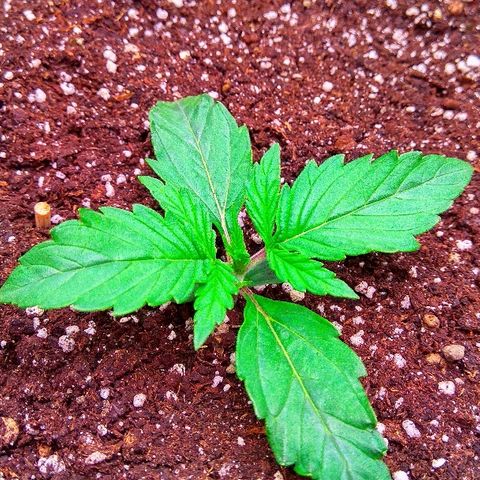 Auto Northern Lights growlog photo: 10й день от каски(вега)