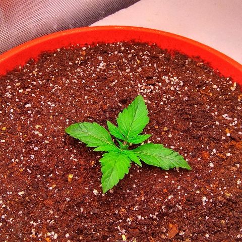 Auto Northern Lights growlog photo: 10й день от каски(вега)