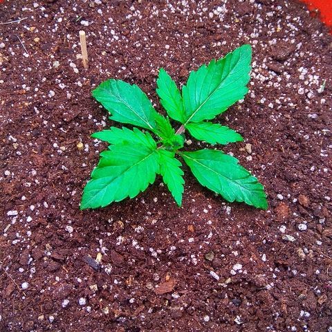 Auto Northern Lights growlog timeline photo