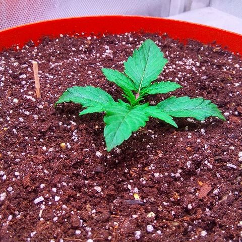 Auto Northern Lights growlog timeline photo