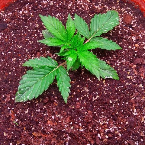Auto Northern Lights growlog timeline photo