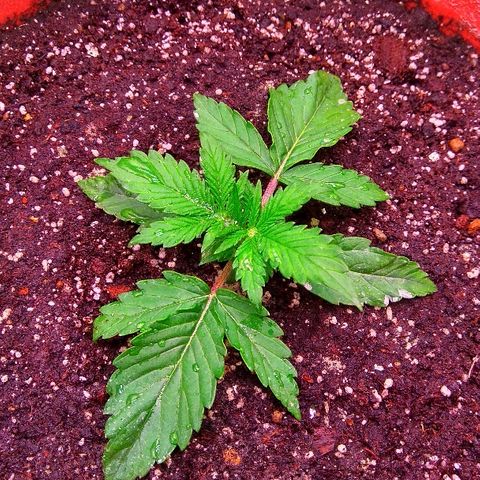Auto Northern Lights growlog timeline photo