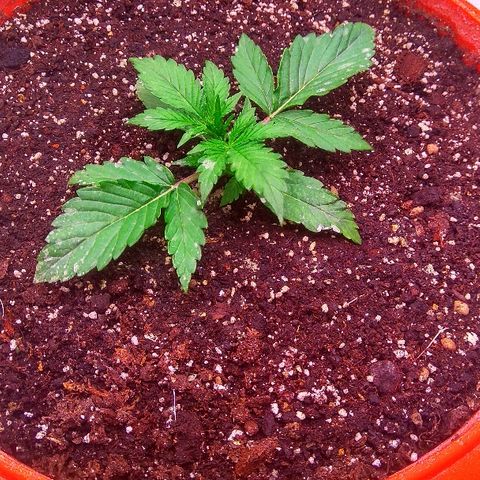 Auto Northern Lights growlog timeline photo