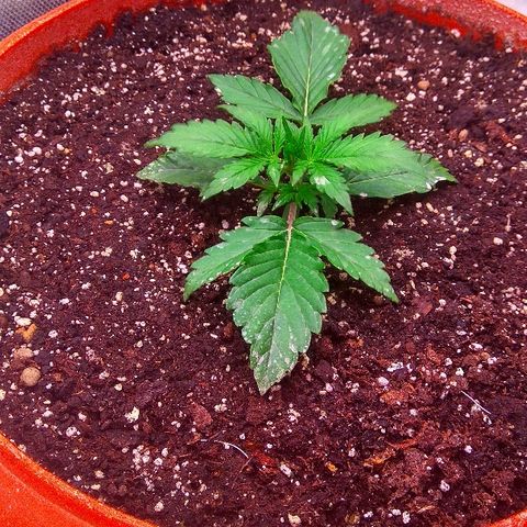 Auto Northern Lights growlog timeline photo