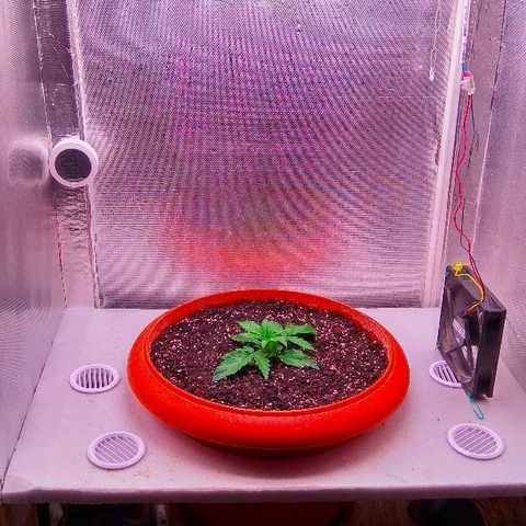 Auto Northern Lights growlog timeline photo