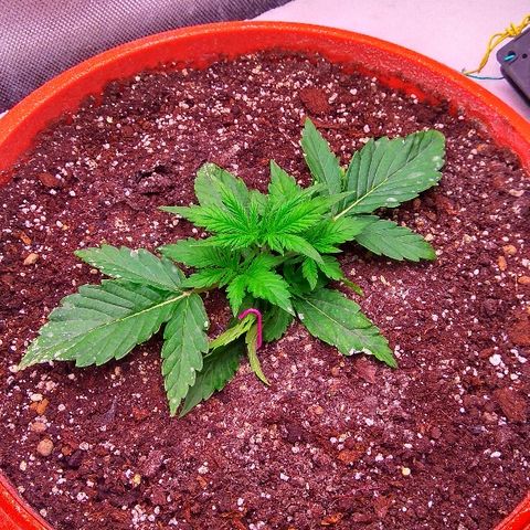 Auto Northern Lights growlog timeline photo
