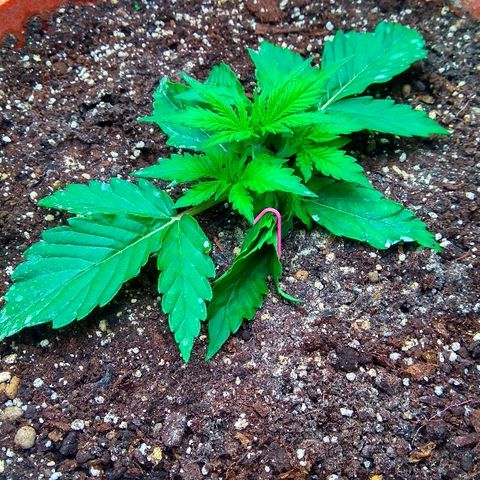 Auto Northern Lights growlog timeline photo