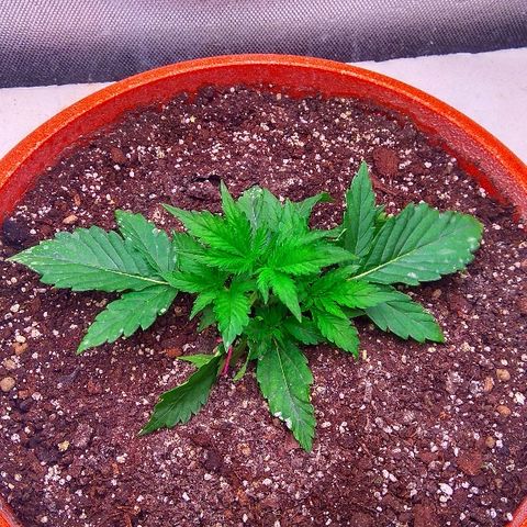 Auto Northern Lights growlog timeline photo