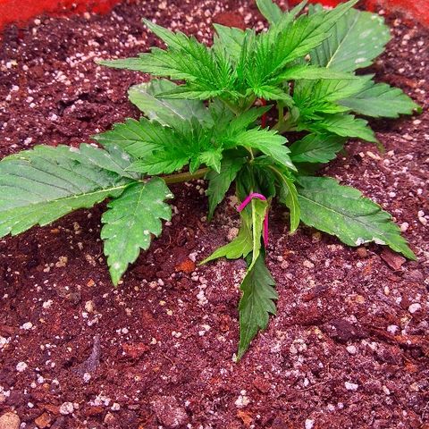 Auto Northern Lights growlog timeline photo
