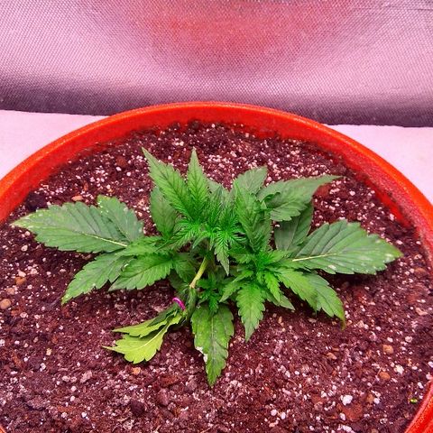 Auto Northern Lights growlog timeline photo