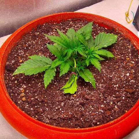 Auto Northern Lights growlog timeline photo