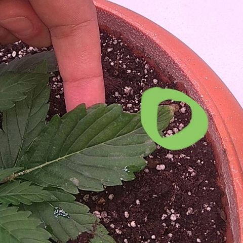 Auto Northern Lights growlog timeline photo