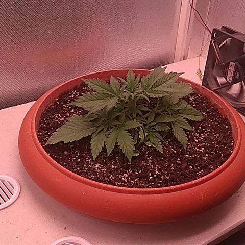 Auto Northern Lights growlog timeline photo