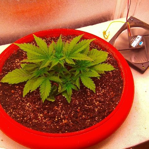 Auto Northern Lights growlog timeline photo