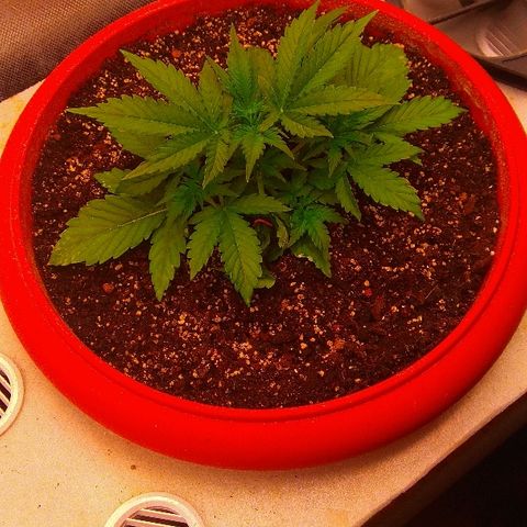Auto Northern Lights growlog timeline photo