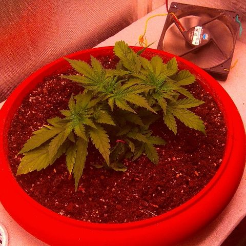 Auto Northern Lights growlog timeline photo